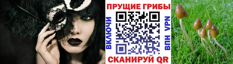 Псилоцибиновые грибы мицелий  Купить где  Нязепетровск 